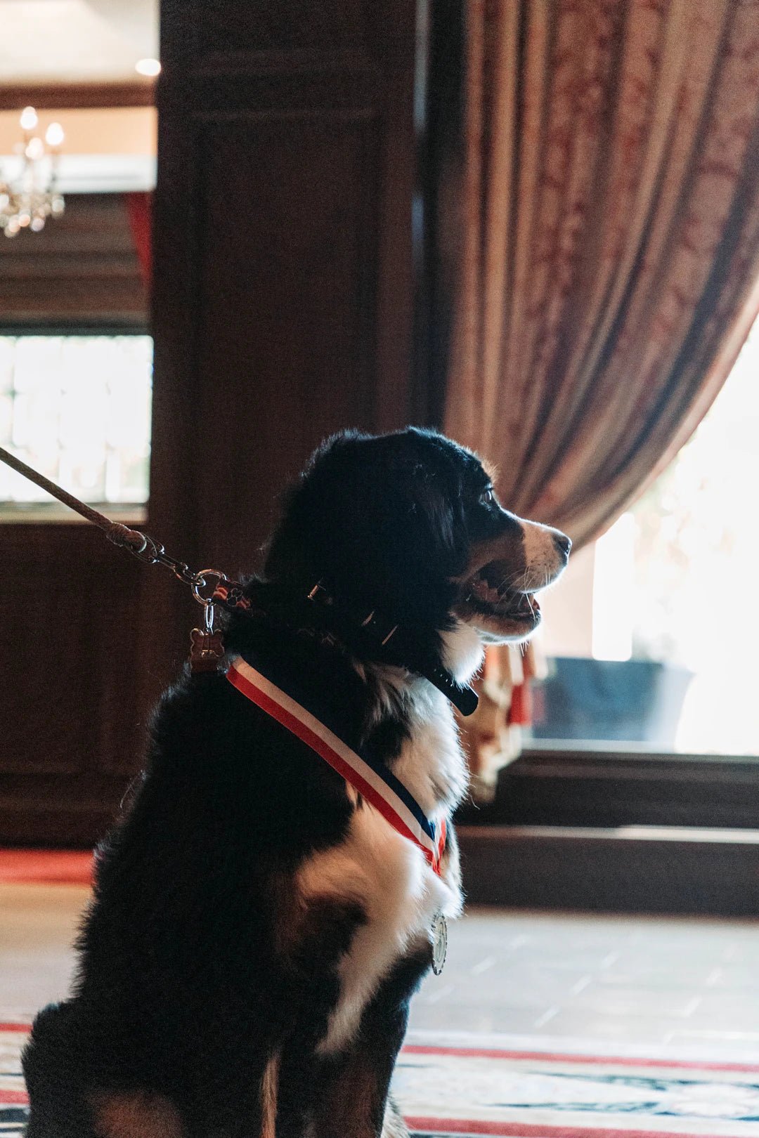 Boost Your Mood: How Pets Enhance Mental Health - PetPoy Shop