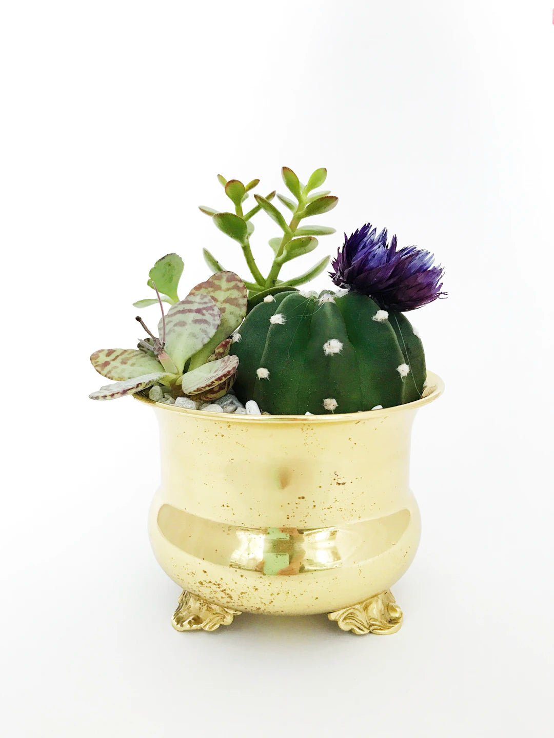 Discover the Art of Choosing the Perfect Unique Gift for Any Occasion - PetPoy Shop