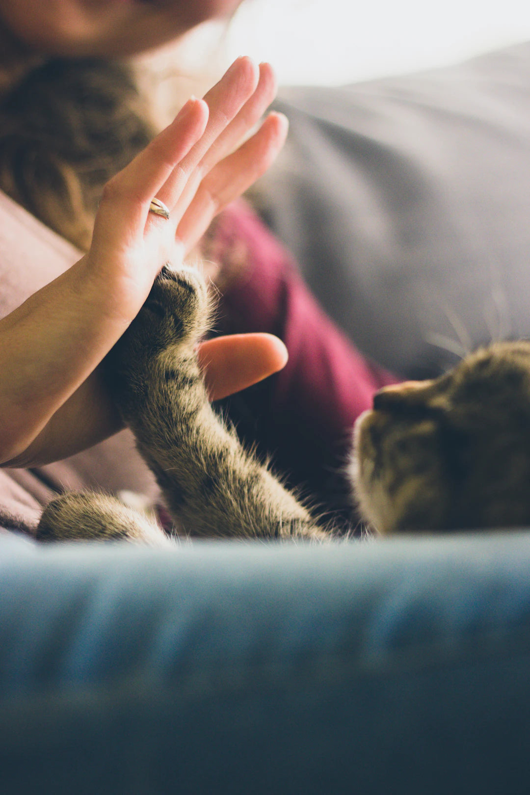 The Evolution of Pet Ownership A Journey Through Time