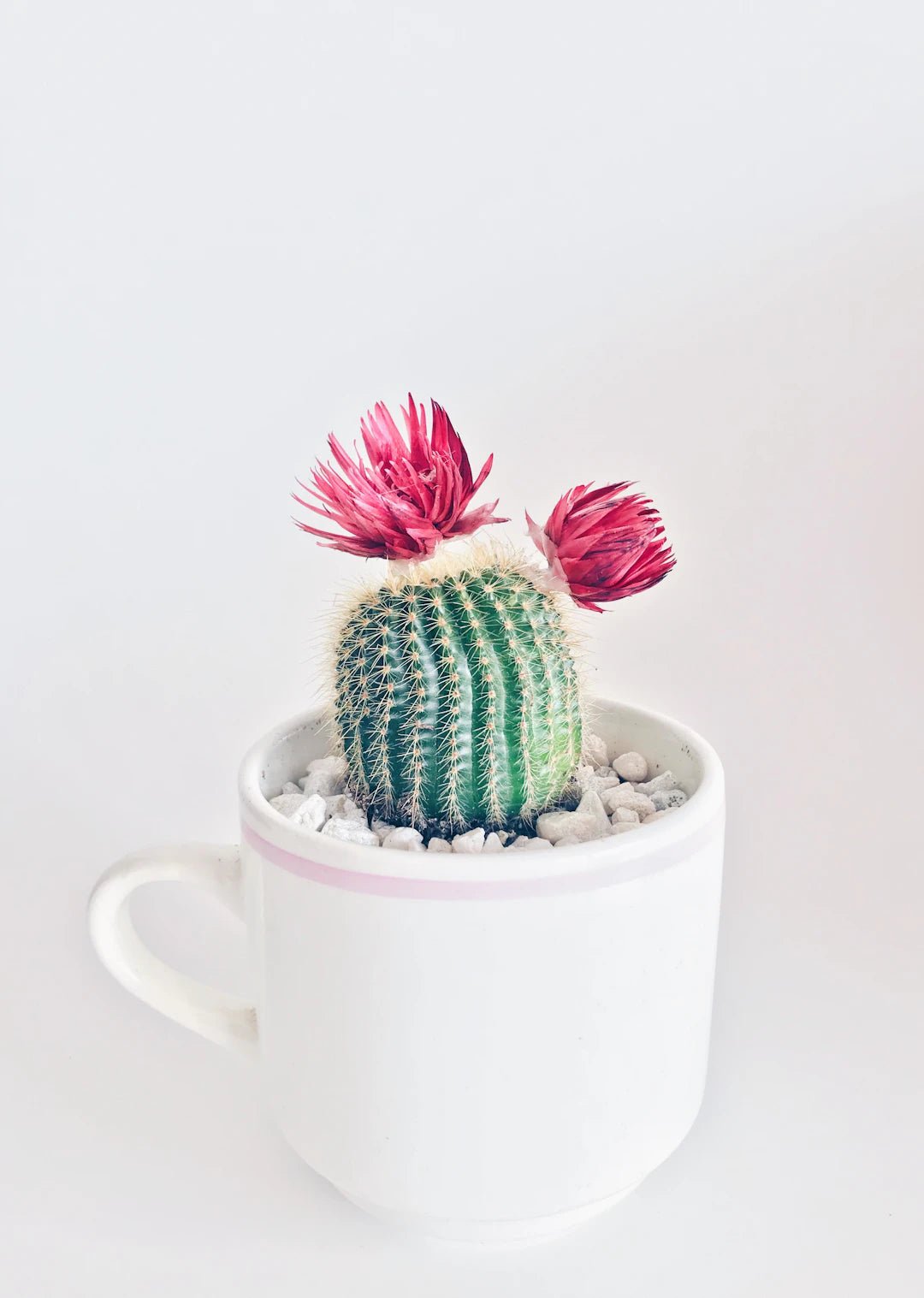 The Art of Gift-Giving: Why Unique Gifts Outshine Generic Options - PetPoy Shop