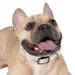 Dog collar - PetPoy Shop