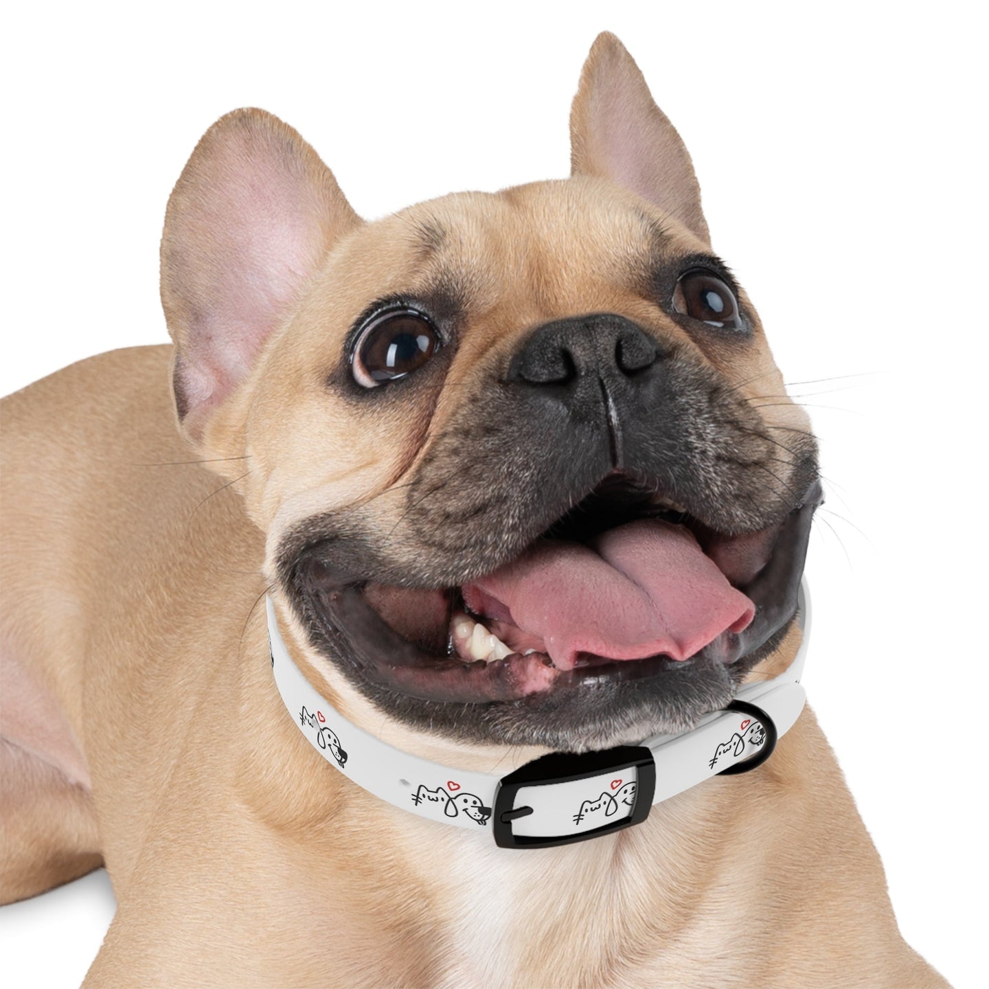Dog collar - PetPoy Shop