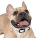 Dog collar - PetPoy Shop