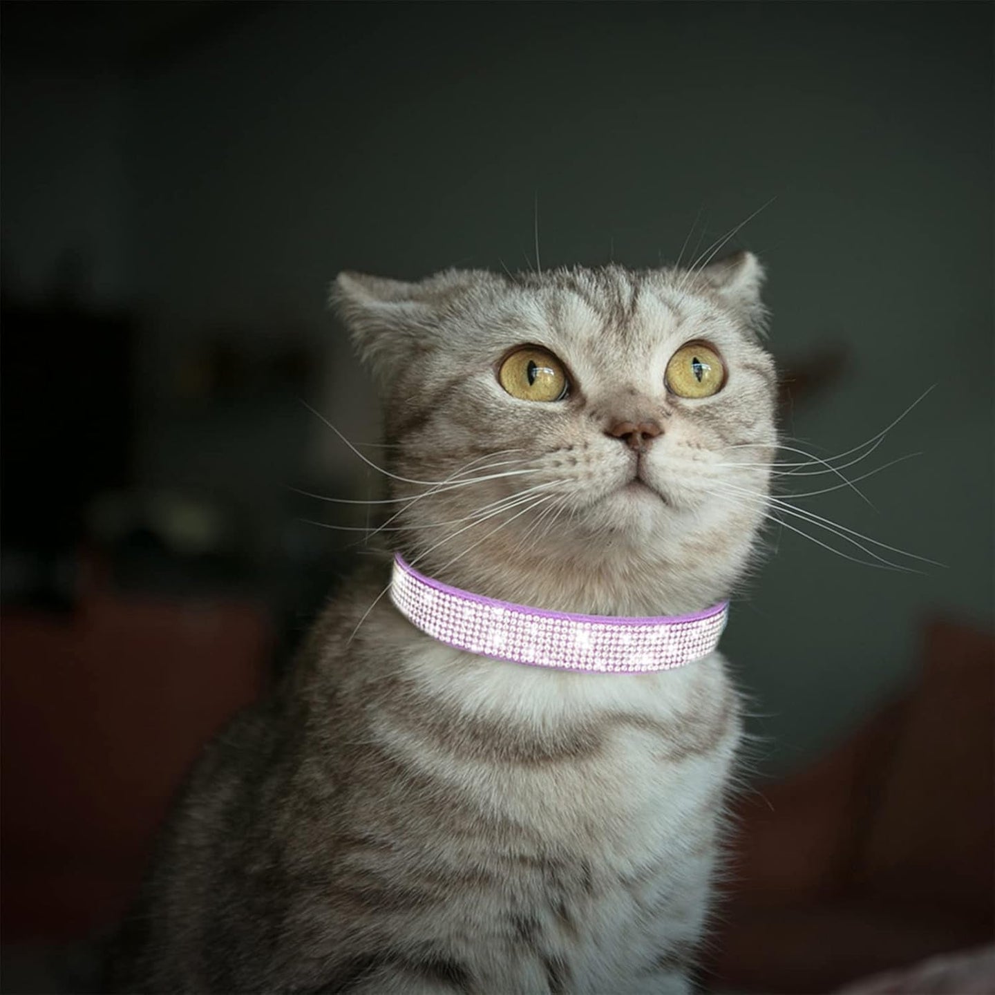 Rhinestone Dog Collar Soft Velvet Leather Cat Collars Cute Luxury Diamond Studded Bling Dog Collar Necklaces Adjustable Puppy Collar for Small Medium Large Dogs Cats Kitten (Purple,Xxs) - PetPoy Shop