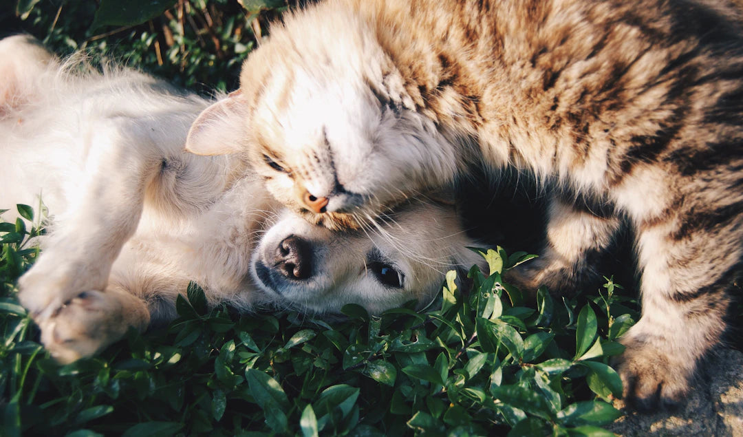 Understanding Lifespan of Your Beloved Pets