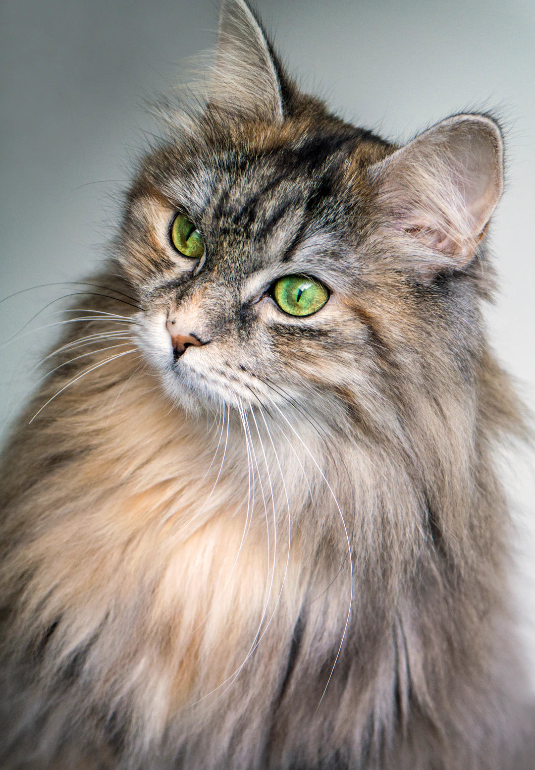 Essential Health Checks for Your Beloved Pets