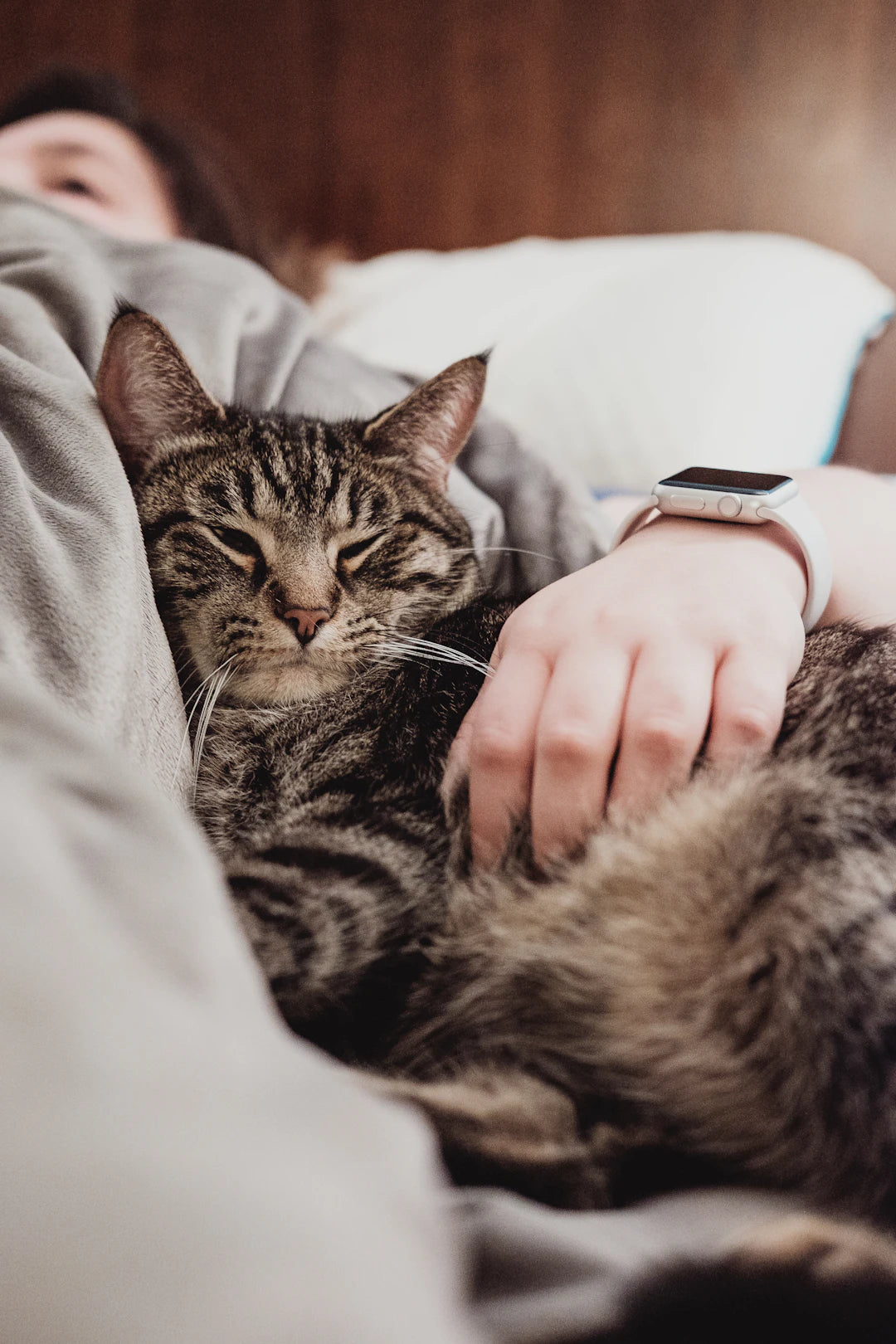 Safe Spaces Creating a Secure Environment for Your Pets