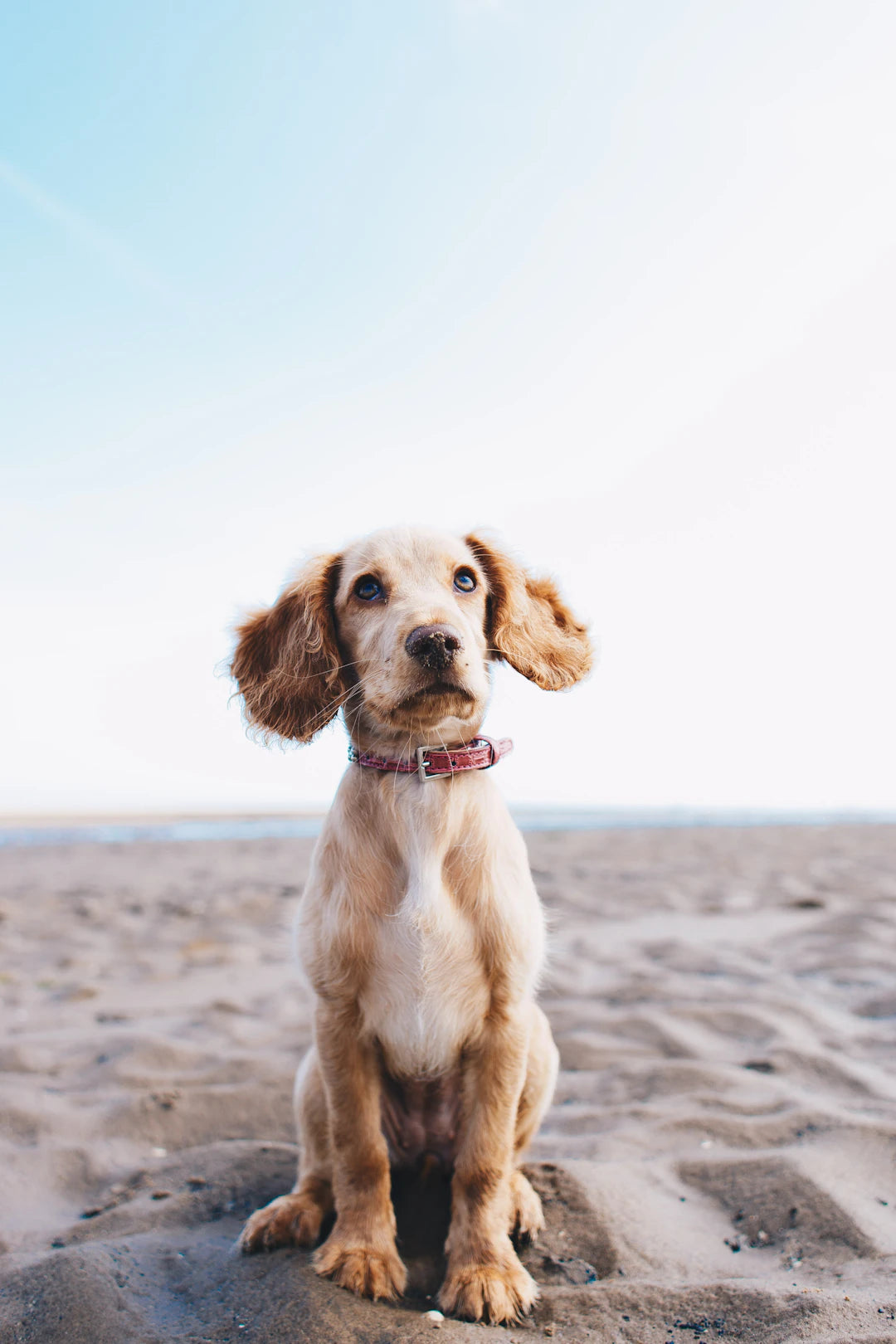 Welcoming Your New Pet A Complete Guide