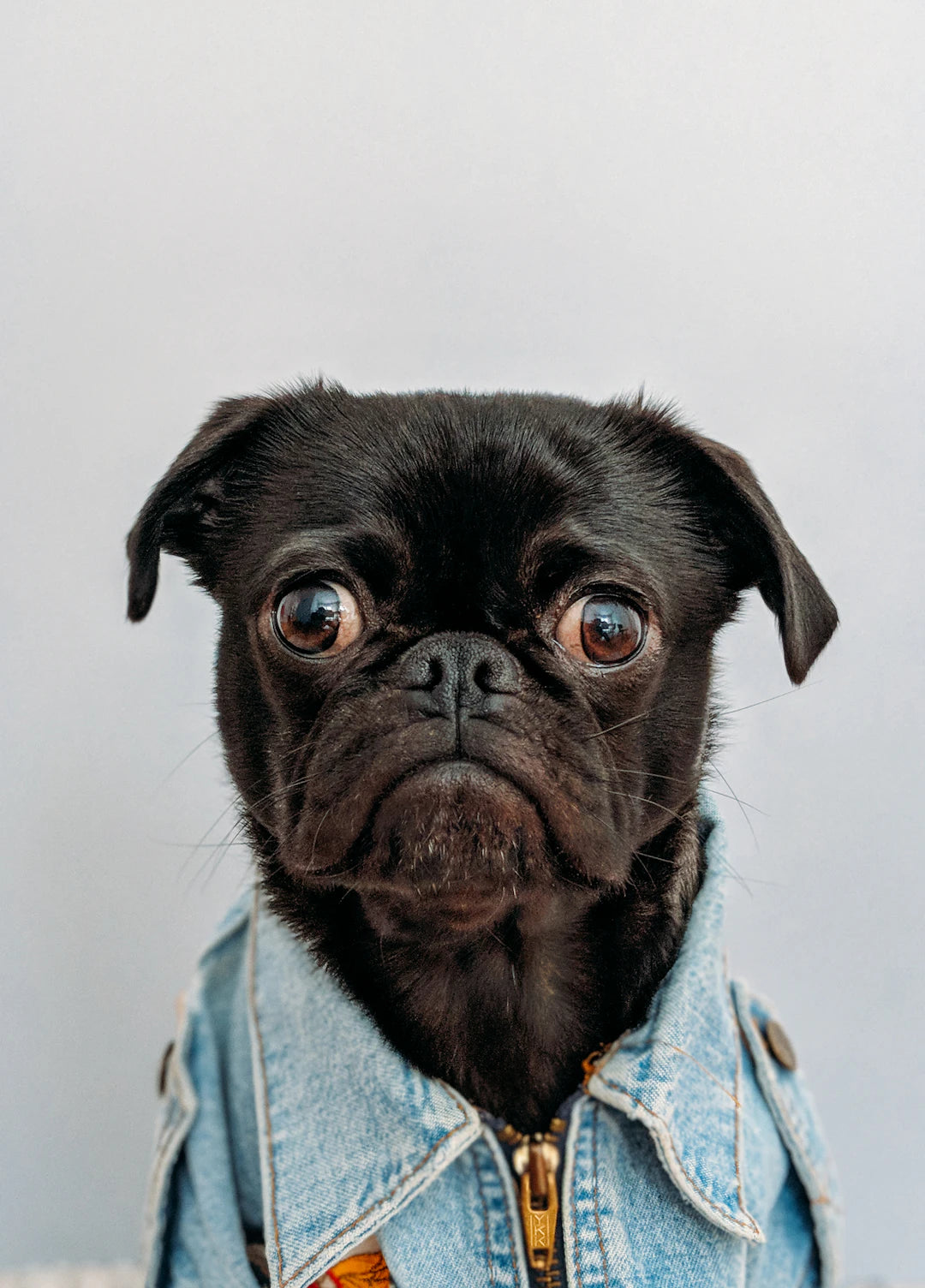 Decoding Pet Behavior A Guide to Animal Communication
