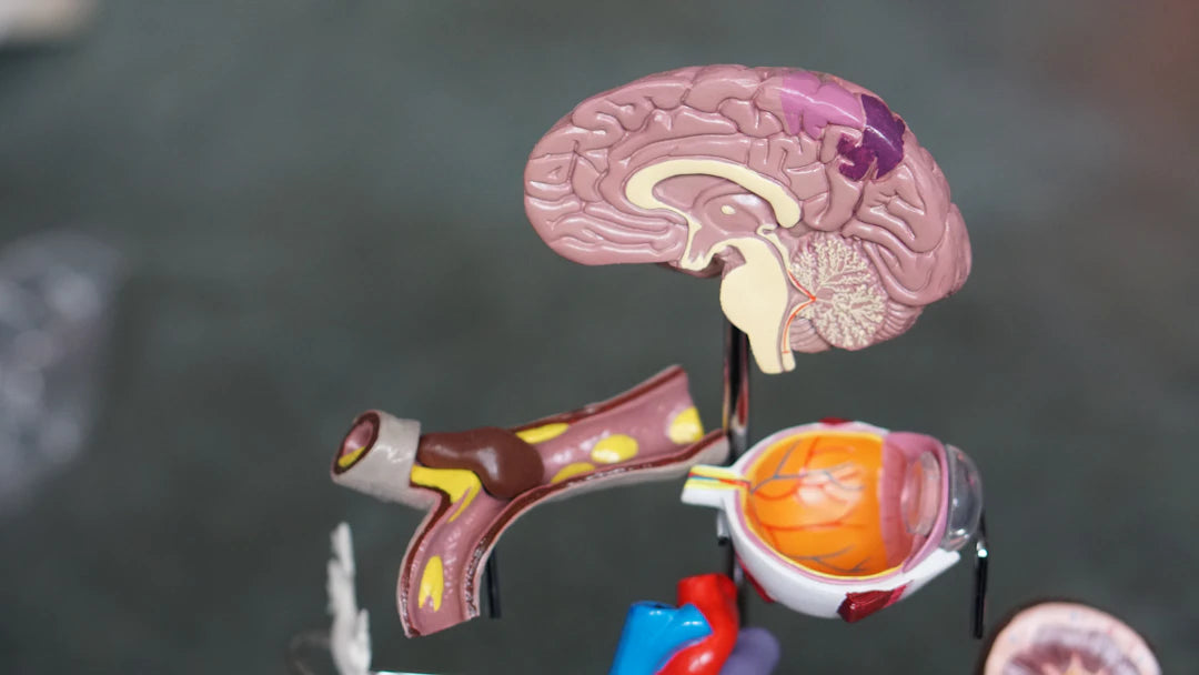 The Eye Unveiled Understanding Its Complex Anatomy