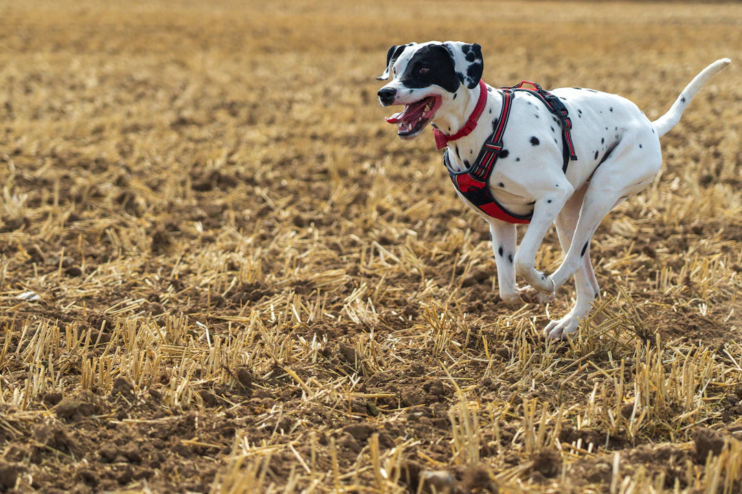 Exercise The Key to a Happy Life for Your Pets
