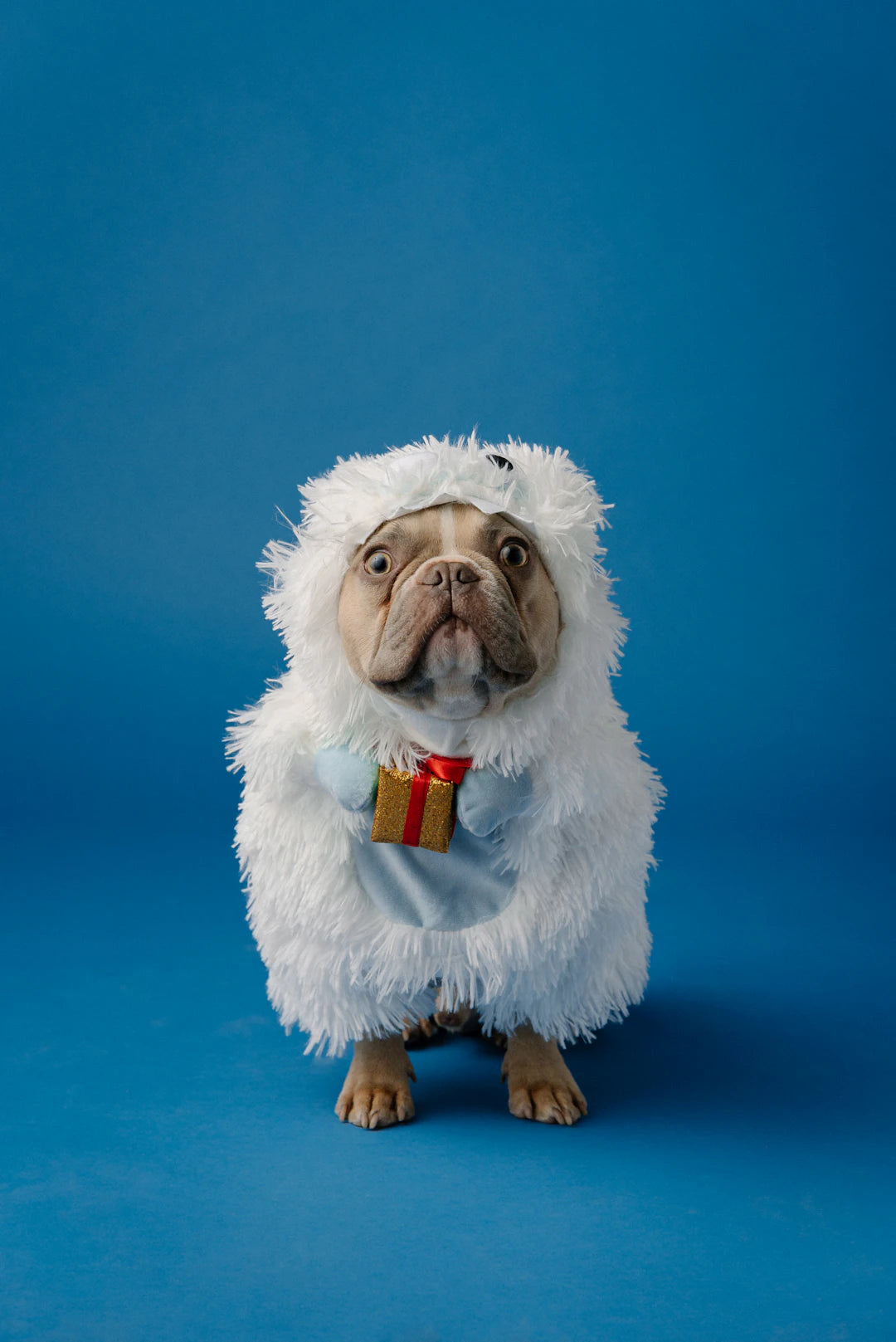 Unique Gifts for Pet Lovers Creative Ideas They’ll Adore