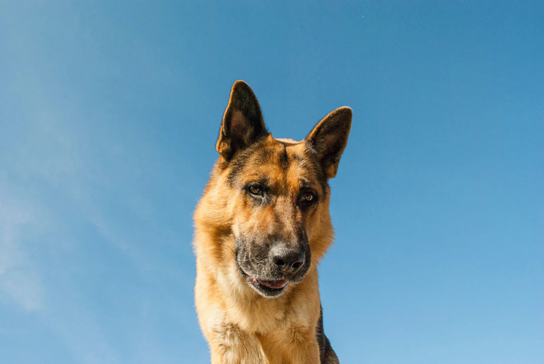 Pet Training Basics Tips for Success
