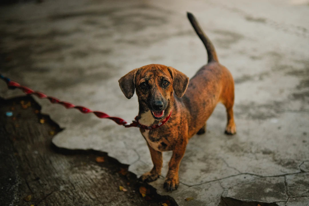 Find Your Perfect Pet Match for a Happy Life