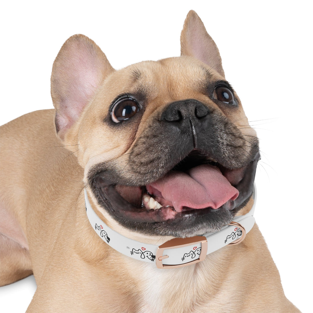 Dog collar - PetPoy Shop