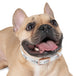 Dog collar - PetPoy Shop