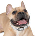 Dog collar - PetPoy Shop